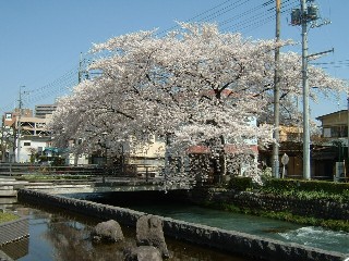 前橋市街地の広瀬川沿いの桜