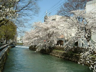 前橋市街地の広瀬川沿いの桜