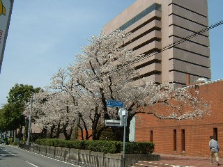 前橋市立図書館の桜