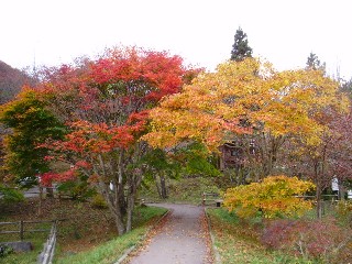 赤城森林公園の紅葉